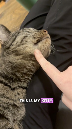 Life of A Cat Mom (my cat bit me) This is a true story from when Cleo was a baby 🥲 Yes I washed the bite but I didn’t think it was a big deal until it… was. Hopefully this jingle keeps people aware that bites should always be taken seriously and it’s best to just go get it seen ASAP, even a teeny one like mine! This experience clearly did not change my opinion on being a cat mom lol. ❤️🐱 • Cat parody song of Life Of A Showgirl by Taylor Swift 💚🧡💃 • #taylornation #thelifeofshowgirl #catmom #