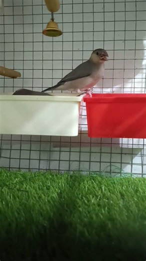 mummy & baby 💖💖 Java Sparrow 🐦🐦🐦‍⬛🐦‍⬛ #javasparrow #birds #java #javabird