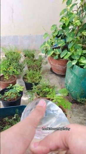 Best Way to Water Plants 💧 | Watering Tips Every Gardener Should Know | Part 1 #wateringplants