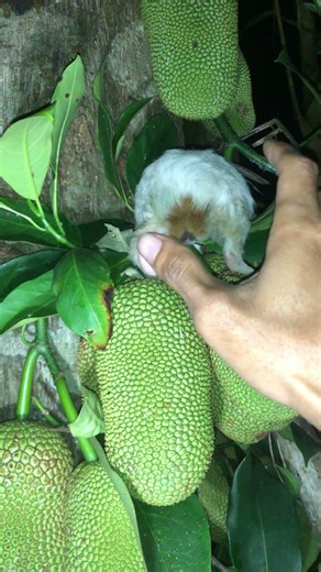 fruit rat #fyp #wildlife