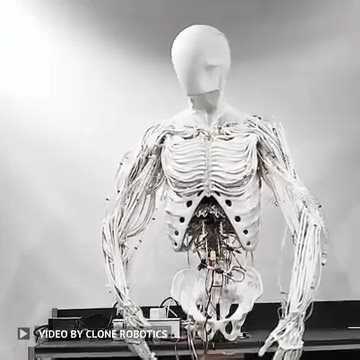 4.8K views · 85 reactions | The first bimanual Torso created at Clone includes an actuated elbow, cervical spine (neck), and anthropomorphic shoulders with the sternoclavicular, acromioclavicular, scapulothoracic and glenohumeral joints. The valve matrix fits compactly inside the ribcage. Bimanual manipulation training is in progress. Video Credit: Clone #robotics #robots #engineering #technology | Wevolver.com | Facebook