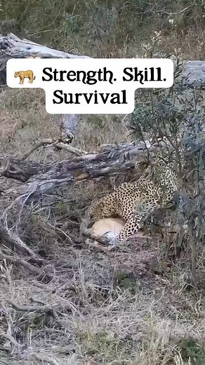 996K views · 15K reactions | A leopard shows off its power, hauling an antelope up a tree right in front of stunned tourists. Moments like this remind us why the wild is Africa’s greatest theatre.  Witness the drama up close.  LINK IN BIO #LeopardPower #SafariKenya #WildDrama #SBSafarisKenya | SB Safaris Kenya | Facebook