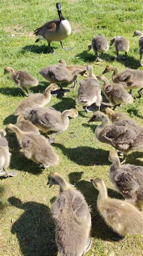 geese and chicks eating food hand outs close by in the park toronto canada apr 2026