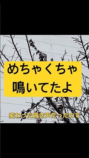 変わった鳴き声の鳥さん‪🦜‬と遭遇#鳥 #鳴く音 #鳴き声 #動物 #不思議 #日常 #日常vlog #日常生活 #日常の一コマ #日常紀錄 #なにこれ #わからない #撮ってみた #ショート