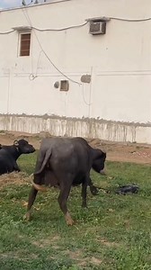 241K views · 5K reactions | #cow #dairyfarm #dairy_farming #modern_dairy_farming #modern_agriculture #agricultural_machines #amazing_technology #advance_technology #modern_technolog | Dairy Cow TV | Facebook