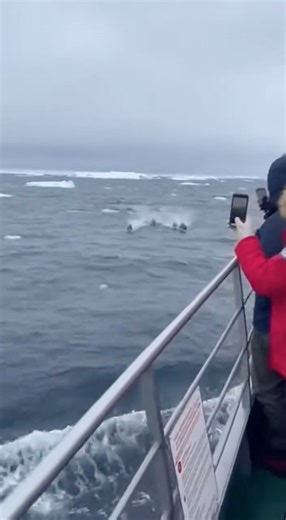Giant Orca Misses Its and Almost Capsizes a Ship Full of Tourists