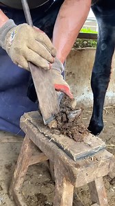 The hoof is broken and rotten! Master rushed to clean up丨ASMR丨Donkey hoof cutting sound | Donkey&Hoof