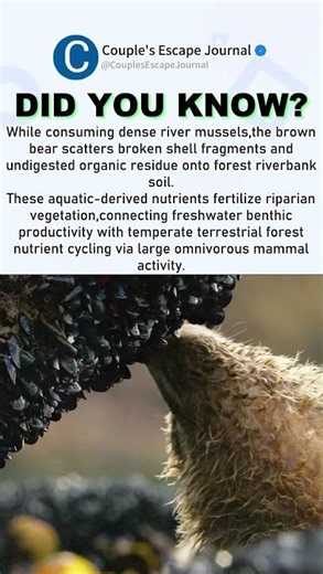 Brown Bear Transfers Mussel-Derived Nutrients Between Aquatic And Terrestrial Ecosystems #wildlife