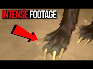 DISTURBING Trail Cam FOOTAGE Baffles EXPERTS