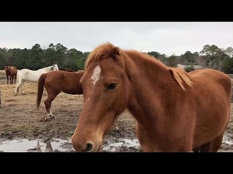 Horse Born With No Ears Defies Odds