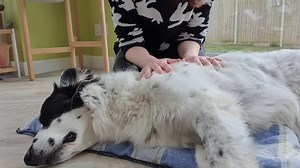 Our next video shows you how to perform a gentle, rhythmic technique called effleurage. Try to use an even pressure through the whole of your hand (or fingers if massaging a small dog). Start gently, then if your dog tolerates it, you can use a little more pressure; it should always be a slow, flowing stroke. Use one hand or two but always keep both hands in contact with your dog. Use this technique all over your dog's body to help him/her relax and reduce muscle tension. Some therapists massage