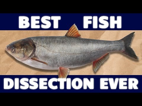 BEST Bony Fish Anatomy and Fish Dissection, Asian Carp Dissection, How to Fillet a Fish