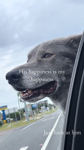 Happy dog = happy life 🐺 #happy #happydog #fypシ #wolf #wolfdog #dog #fyp #wolves #friend #foryoupage #dogsoftiktok #animalsoftiktok #petsoftiktok #foryou #doggo #viral #doglover #animallover #petlover #wolflover #trending #dogtok #dogtraining #pet #pets #animal #gsd #doglove #doglife #wolfpack #wolfdogsoftiktok #happylife