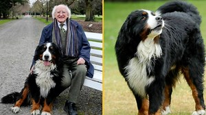 President Higgins shares emotional tribute to beloved dog