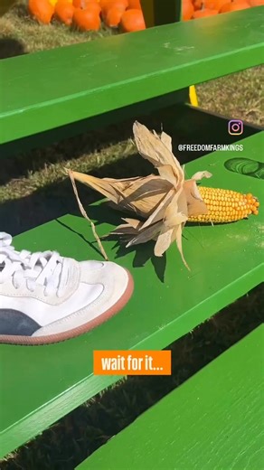 12ft tall 👀 We’ve got lots of new additions to the Fall Festival! Plenty of new photo opps and activities for the whole family! Join us every weekend in October, including Columbus Day, 11AM-5PM! Only $10 a person (ages 3 & under are free)! 434 Overbrook Road, Valencia, PA 16059 ... #FreedomFarms #FallFestival #FallFun #HarvestFestival #PumpkinPatch #FallVibes #CornMaze #FamilyFun #FallActivities #FestivalSeason #FallColors #FallHarvest #Hayrides #CiderTasting #FallTraditions #FestivalFood #Liv