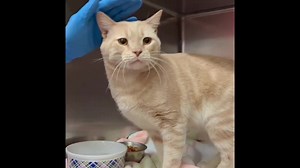 Handsome Leonidas is one buff boy. Estimated to be 2 years old, this tabby has a shiny light-colored coat that sets off his long, white whiskers. Leonidas went out one day and lost his way in Beverly. Shelter volunteers say he is friendly and loves attention, so much so he sometimes plays rough and overstimulates. He is up to date on vaccinations and waiting to be neutered. If you can open your heart and home to Leonidas, he would love to meet you. ID 53921876 To apply, visit our 24Petconnect.co