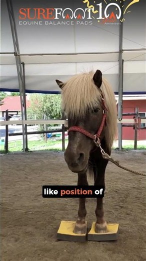 SURE FOOT Equine: What Are Signs of Relaxation in Horses While Standing on SURE FOOT Balance Pads