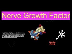 Nerve Growth Factor (NGF), Neurotrophic Protein, Nerve Cells, Tropomyosin Receptor Kinase A.