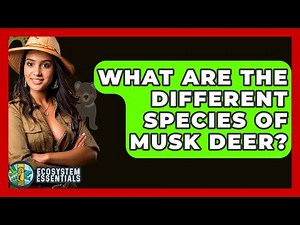 What Are The Different Species Of Musk Deer? - Ecosystem Essentials