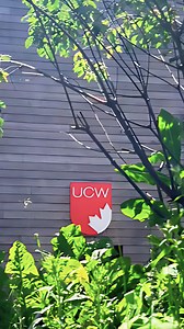 Finals week vibes at UCW! 🤓 Whether you’re hitting the books with friends, soaking up the sun or needing some solo focus time, wishing you all the best in your finals, UCW! 💯 You've got this—and maybe a few extra cups of coffee too!☕️ #UniversityCanadaWest #StudyAtUCW #MyUCW #Vancouver #GoWest#VancouverUniversity #StudyHere #DowntownVancouver #GoingWest | University Canada West