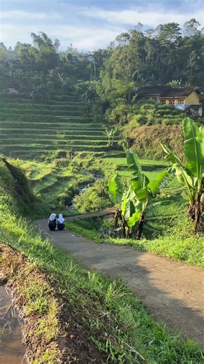 A Peaceful Walk Through West Java’s Rice Terraces 🌾🚶‍♀️ #Shorts