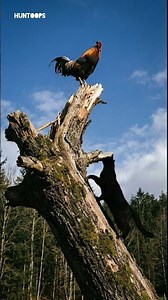 Cat's Epic Rooster Chase: Claws Out, But No Catch! 🐱🐓😂