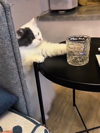 #1M #funnyvideo #viral #catcore #foruyou | funny video