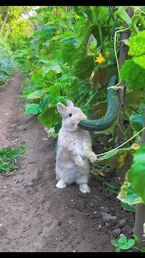 cute rabbit eating food 😋 🐇 #rabbit #cute #bunny #lovelyrabbit #cuterabbit #pet #pets #animal #fypシ #foryou #viral #viralvideo #viraltiktok #fyp #foryoupage #trending #trend