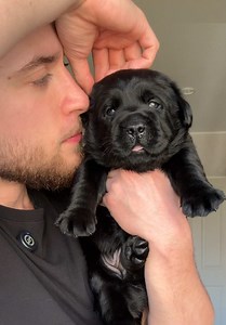Süße Labrador Welpen: Vom Kleinen Kartoffel zum Haustier