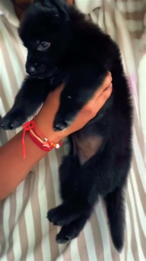 8810623046 | German Shepherd Puppy 🐕 | GSD Puppy | Intelligent, Loyal & Active Dog | Available