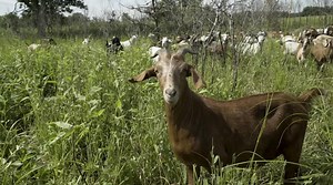🚨GOAT ALERT: These goats are the hungriest landscapers around. Check out the before-and-after photos of their work! 🐐🐐🐐 | WVTM 13