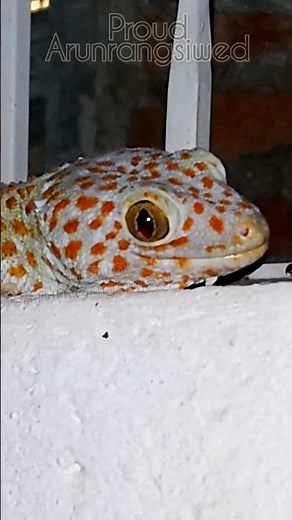 Tokay Gecko Close up Stunning!