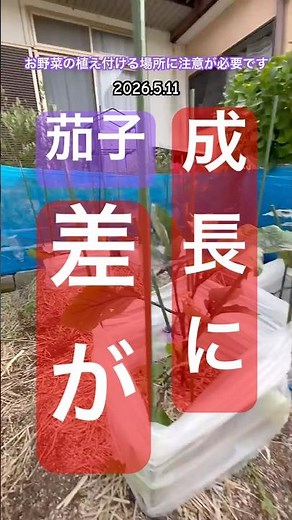 [Vegetable growth varies greatly depending on how they are planted] #eggplant cultivation