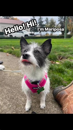 Next to be introduced is Ms. Mariposa! This little girl gets a lot of her courage from Bonita’s brazen nature. She has come so far out of her shell here at POOCH, and we look forward to finding a home where she can continue to blossom and show the world was a fun, loving girl she can be! The youth have found her to be eager to learn and quick to pick up tricks. She is very food motivated. It can sometimes take her a little bit to warm up to new people, but she often follows Bonita’s social lead.