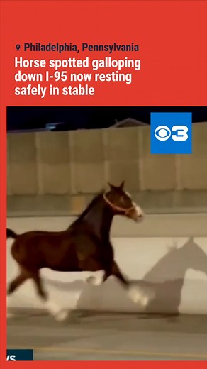 There’s a new hero of Philadelphia. 﫡 This horse was spotted...