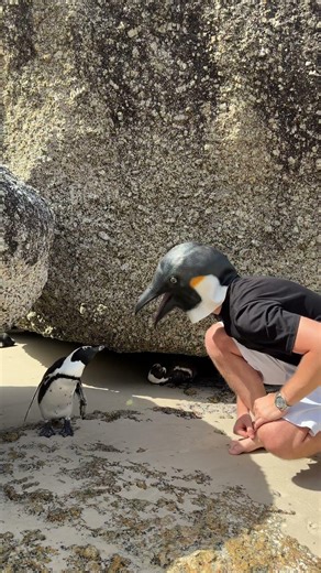 Man in Penguin Mask Tries to Befriend Real African Penguins