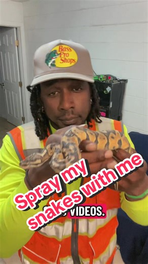 Spraying down my Balll Python Before they Shed. #reptilekeeper #ballpython #followformore👉🏽👉🏽 #snakesoftiktok #fyp