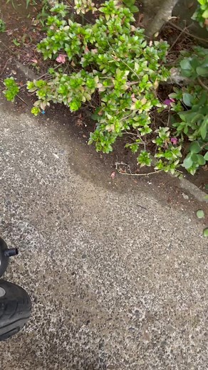 うるさい原付改造マフラーおすすめ！ライブディオzxのカスタムアイデア