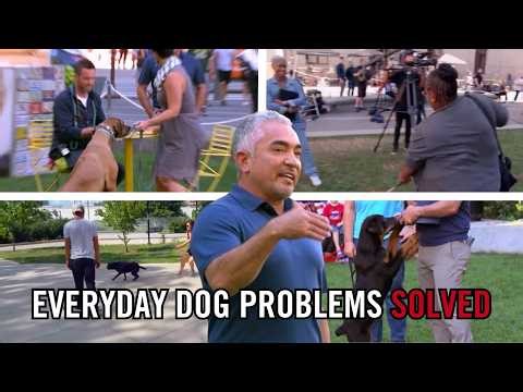 4 Dog Problems Solved in Minutes With Calm Energy