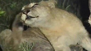 Zoboomafoo 116 - Itchy (Full Episode)