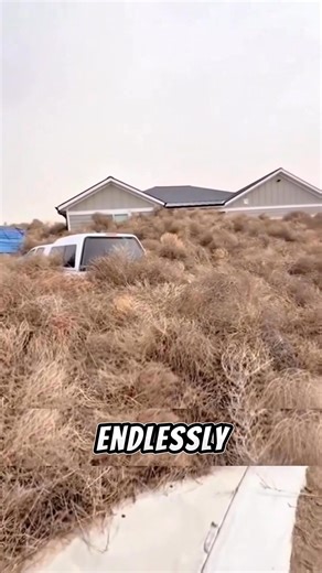 362K views · 5.3K reactions | Nightmare for Americans: The Rolling Weed Balls #tumblewee #plant #fyp #foryou #knowledge #fblifestyle | Daily Vids | Facebook