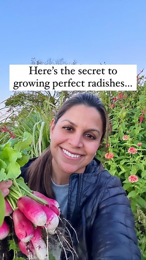 Resh Gala | Organic Gardener | Get an amazing radish harvest every time by: 1. Never fertilizing radish plants 2. Don’t sow seeds too deep 3. Space seeds 2” apart 4. Grow... | Instagram