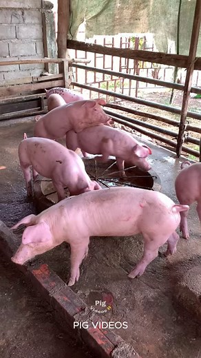 37K views · 245 reactions | Super Pig Breed Farming #pig #piggy #pigs #pigsofinstagram #minipig #animals #love #cute #piglets #piglife #pigstagram #piggies #oink #pork #guineapig #piglets #minipigs #piglove #cutepig #petpig #piglover #farm #pigsaspets #farm #piggy #piglets #pigbreed #breeding #superpigbreed #pigfarmingforbeginner #technologypigfarming #bestfarmever #bestbreedever | Pig Videos | Facebook