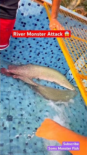Arapaima Attack in India! 😱 Khunkhaar River Monster ne kiya hamla 🦖