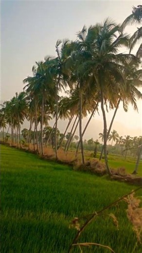 Palakkad Vayal 🌾💚 |സ്വർഗം😍 #shorts