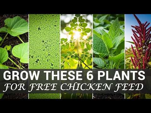 6 Plants That Replace Expensive Chicken Feed Naturally