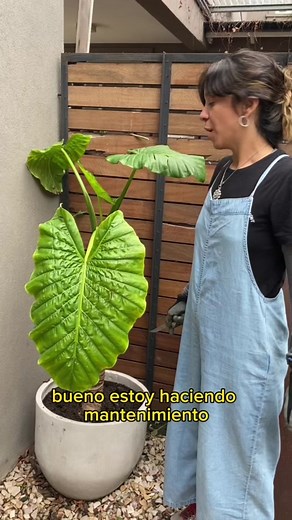 Reproducir tu Oreja de elefante es muy fácil Te animas?? #kawaiigreenhouse #plantas #laslomitas #vivero #plants #rinconbotanico #jungla #tutorial #handmade #plantasdeinterior #multiplacionbitanica