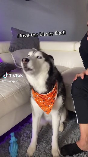 Kissing My Talking Husky: Her Adorable Reaction Revealed!