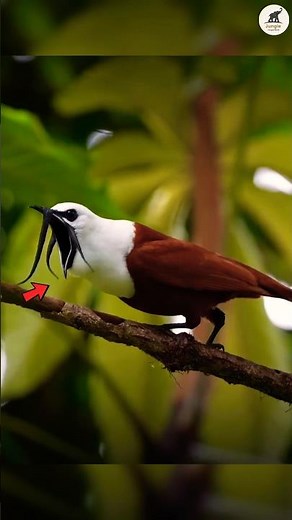 The Bird That Sounds Like a Jungle Alarm! 😰