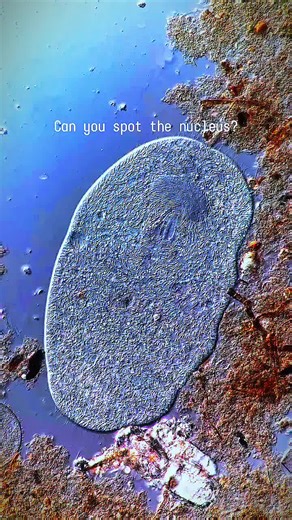 When water evaporates between the slide and cover slip, microbes get a bit stretched thin. You can see their intracellular contents in better focus as they move toward the same plane. Like this ciliate here you can see several structures including its' macronucleus! There's probably a smaller micronucleus floating in there too . How many organelles did you find? #microscope #science #biology #creature #learnontiktok #earth #education #entertainment #explain #documentary #nature #universe
